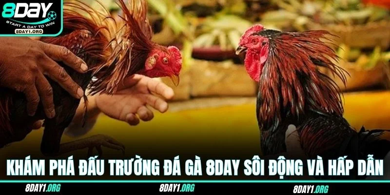 Đá gà 8DAY 1 Khám phá đấu trường đá gà 8DAY sôi động và hấp dẫn