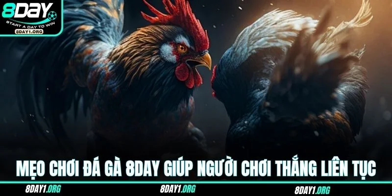 Đá gà 8DAY 3 Mẹo chơi đá gà 8DAY giúp người chơi thắng liên tục