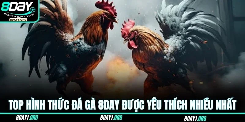 Đá gà 8DAY 2 Top hình thức đá gà 8DAY được yêu thích nhiều nhất